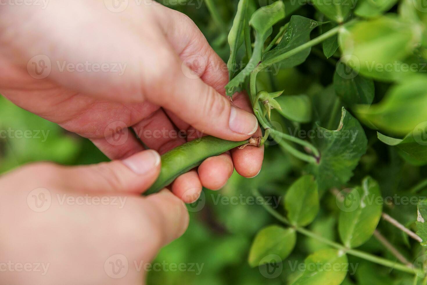 concetto di giardinaggio e agricoltura. lavoratore agricolo femminile che raccoglie a mano piselli organici maturi freschi verdi sul ramo in giardino. produzione di cibo casalingo vegano vegetariano. donna che raccoglie i baccelli di pisello. foto