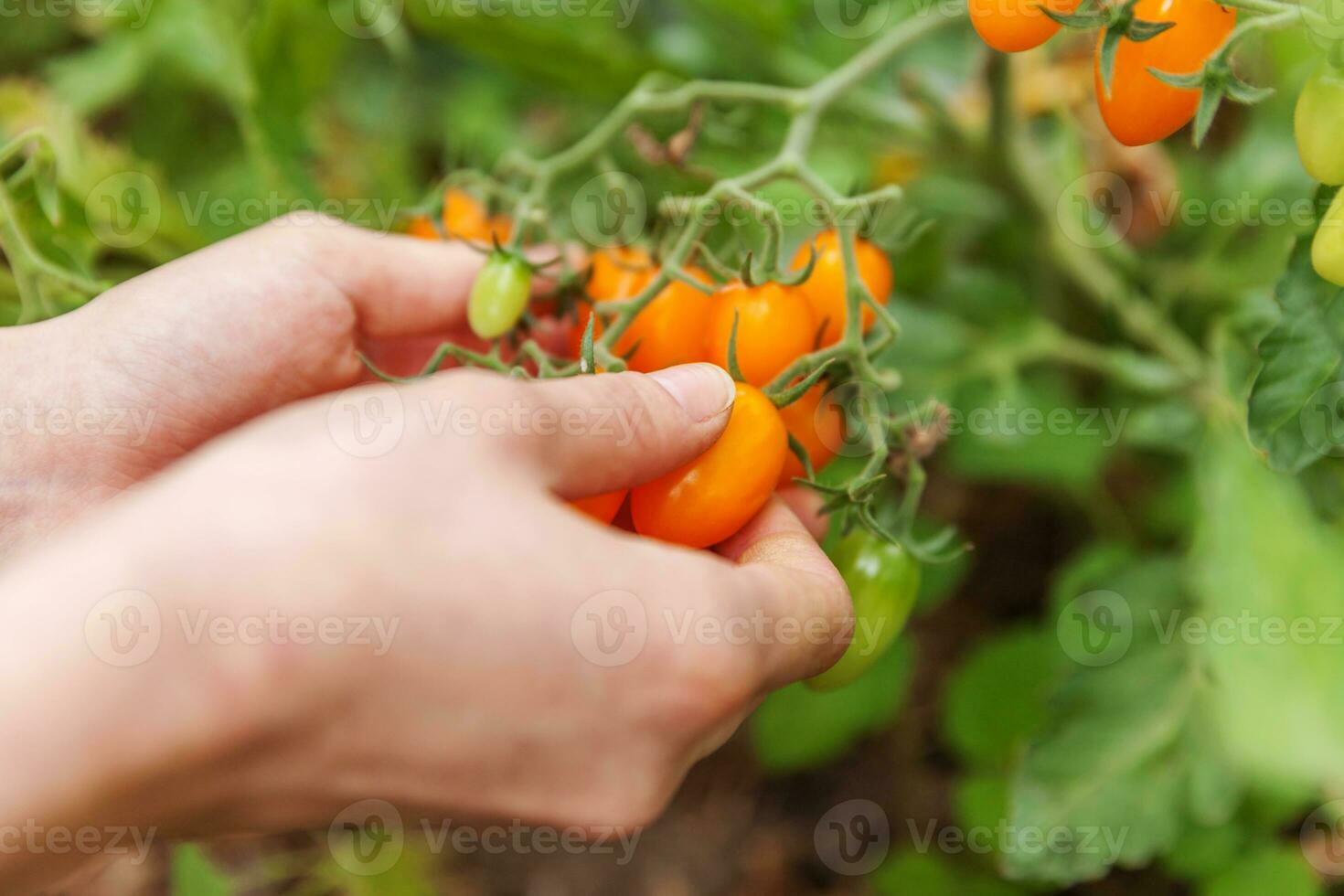 concetto di giardinaggio e agricoltura. donna lavoratore agricolo raccolta a mano pomodori biologici maturi freschi. prodotti in serra. produzione alimentare vegetale. pomodoro che cresce in serra. foto