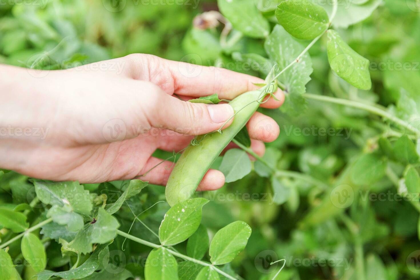 concetto di giardinaggio e agricoltura. lavoratore agricolo femminile che raccoglie a mano piselli organici maturi freschi verdi sul ramo in giardino. produzione di cibo casalingo vegano vegetariano. donna che raccoglie i baccelli di pisello. foto