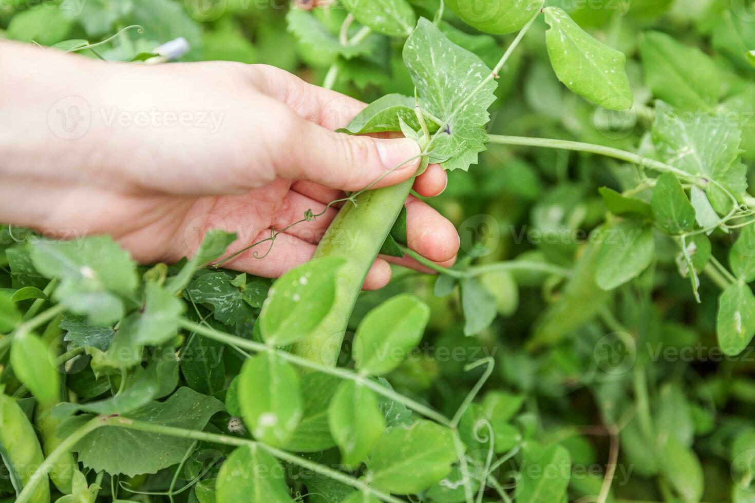 concetto di giardinaggio e agricoltura. lavoratore agricolo femminile che raccoglie a mano piselli organici maturi freschi verdi sul ramo in giardino. produzione di cibo casalingo vegano vegetariano. donna che raccoglie i baccelli di pisello. foto