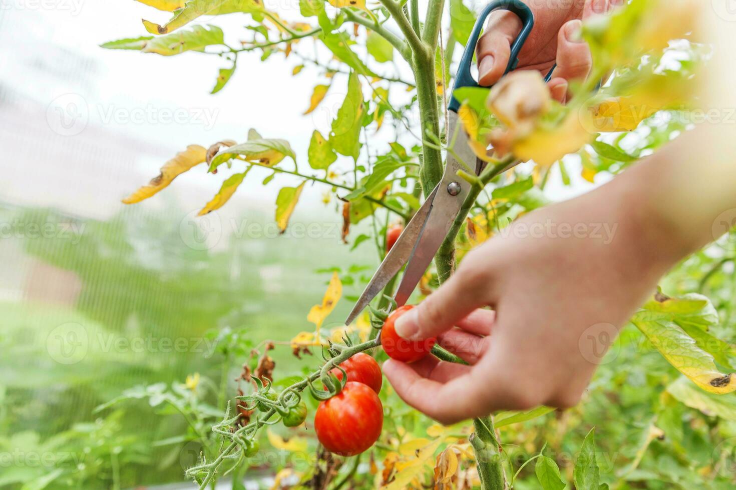 concetto di giardinaggio e agricoltura. donna lavoratore agricolo raccolta a mano pomodori biologici maturi freschi. prodotti in serra. produzione alimentare vegetale. pomodoro che cresce in serra. foto