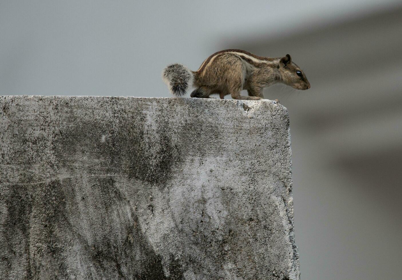 Marrone scoiattolo su grigio calcestruzzo parete durante giorno foto