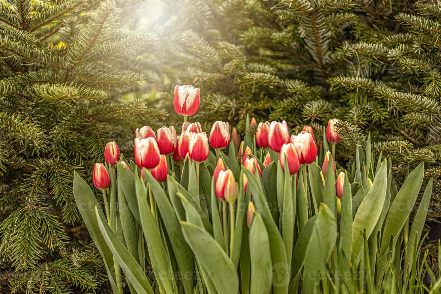 tulipani rossi su un letto di fiori in giardino. primavera. fioritura.tramonto foto