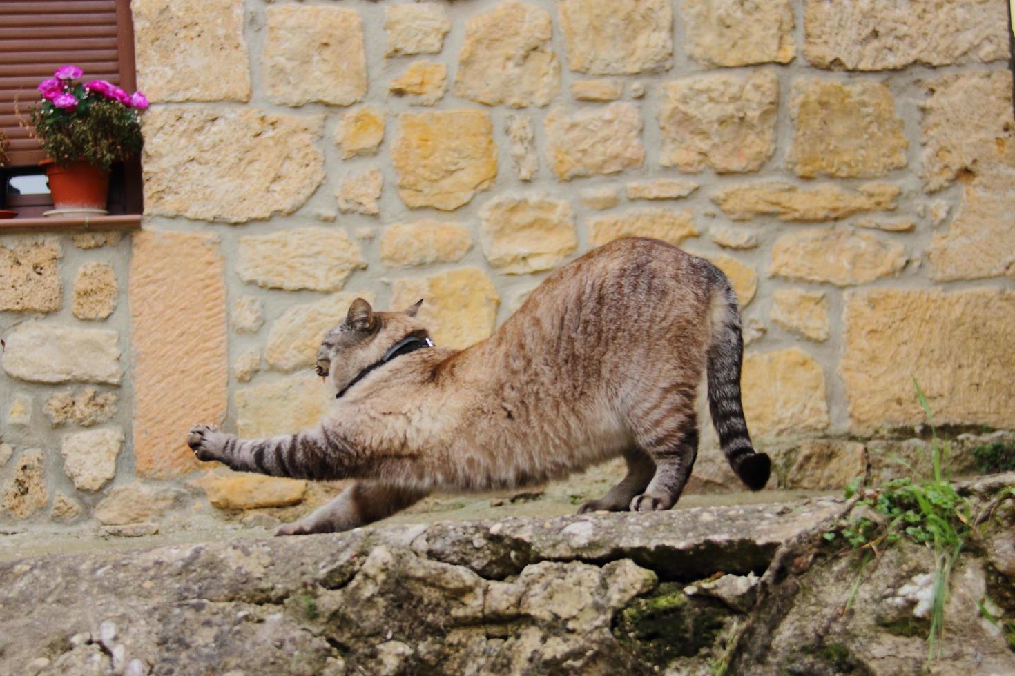 gatto grasso di casa in strada foto