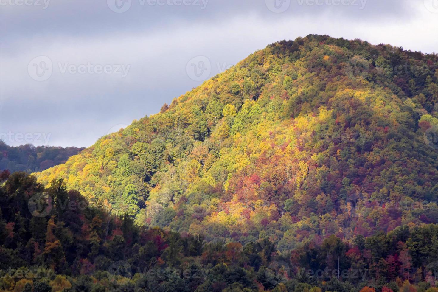 alberi autunnali evidenziati foto