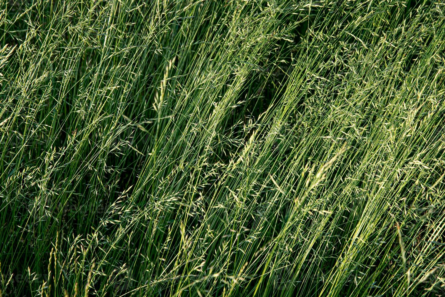 verde maturo erba nel il prato su un' estate giorno. grande sfondo per design. foto