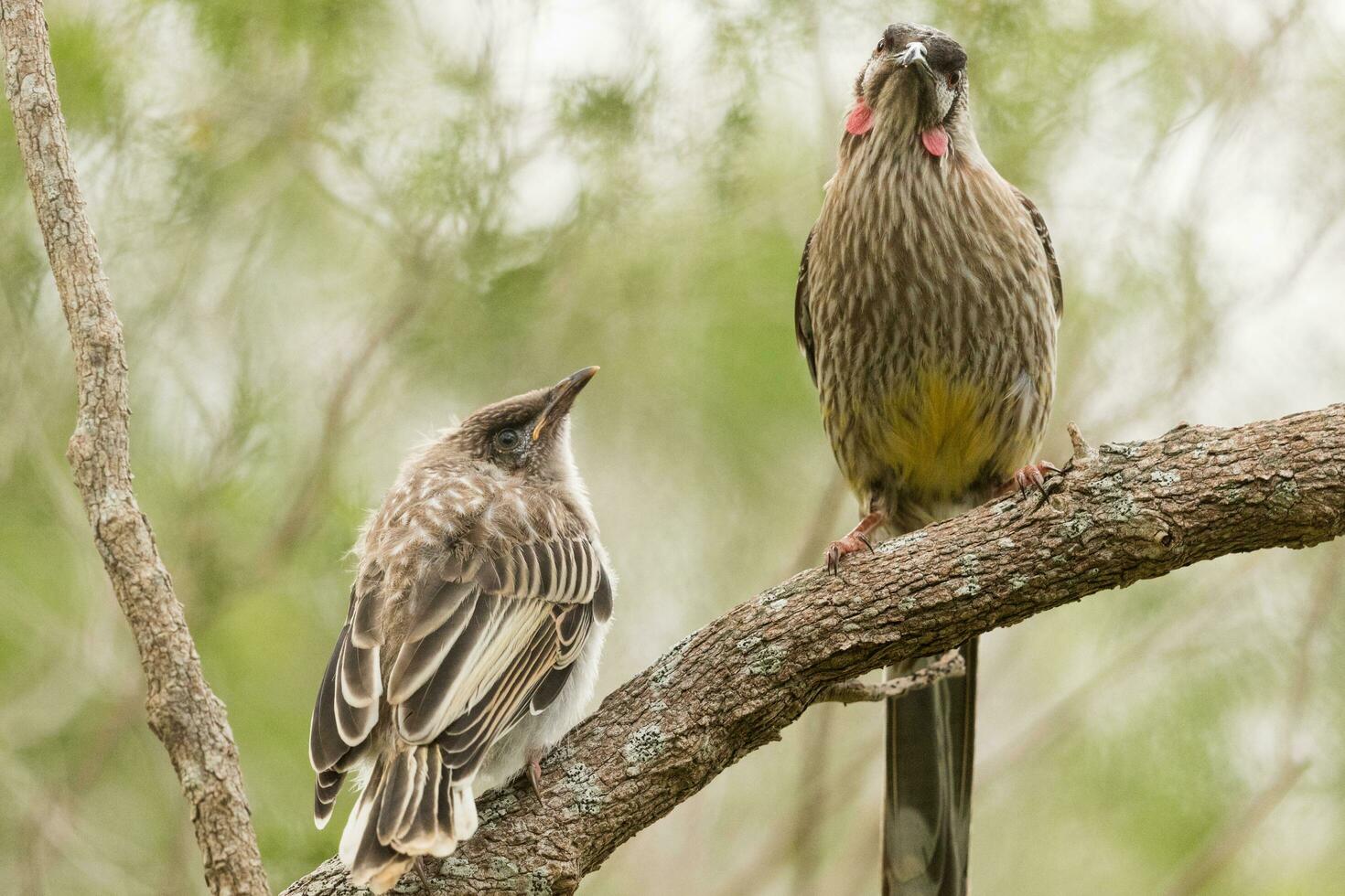 rosso bargiglio nel Australia foto