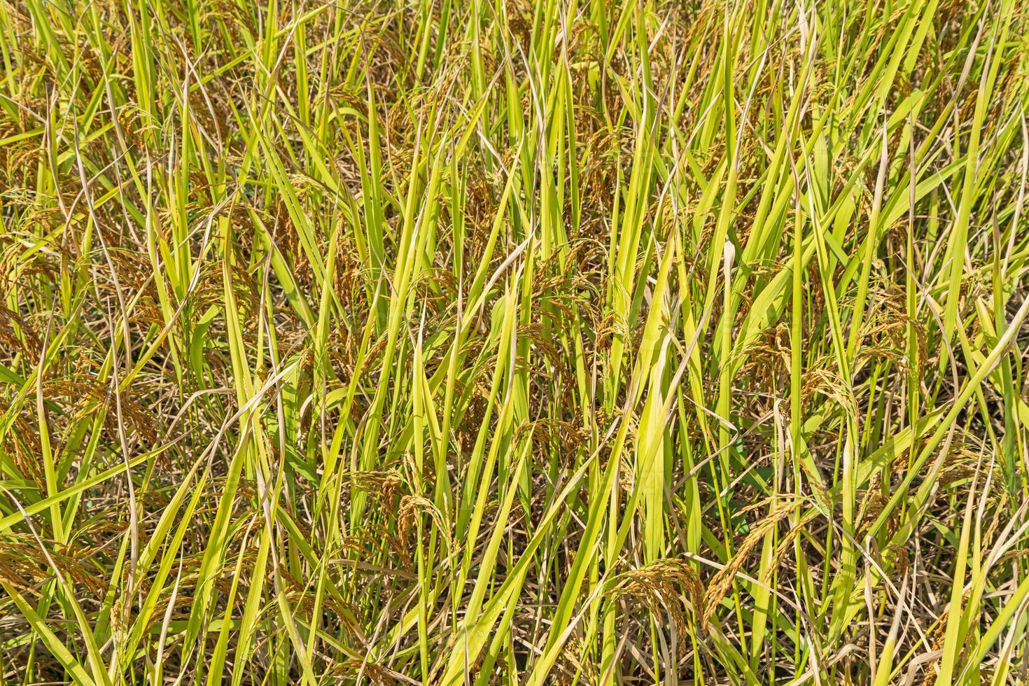 vista dall'alto sfondo giallo del campo di riso foto