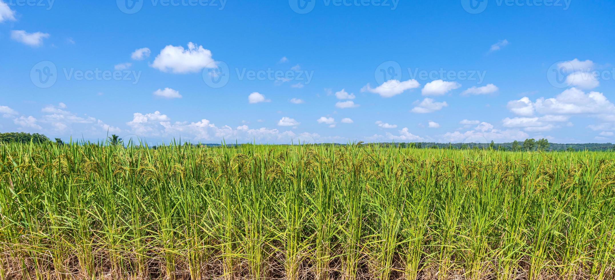 campo di riso verde al mattino sotto il cielo blu foto