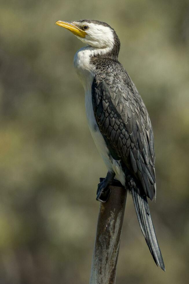 poco pezzato cormorano foto