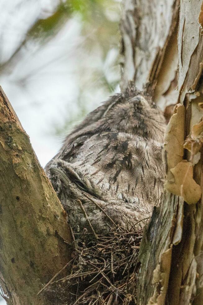 fulvo frogmouth nel Australia foto