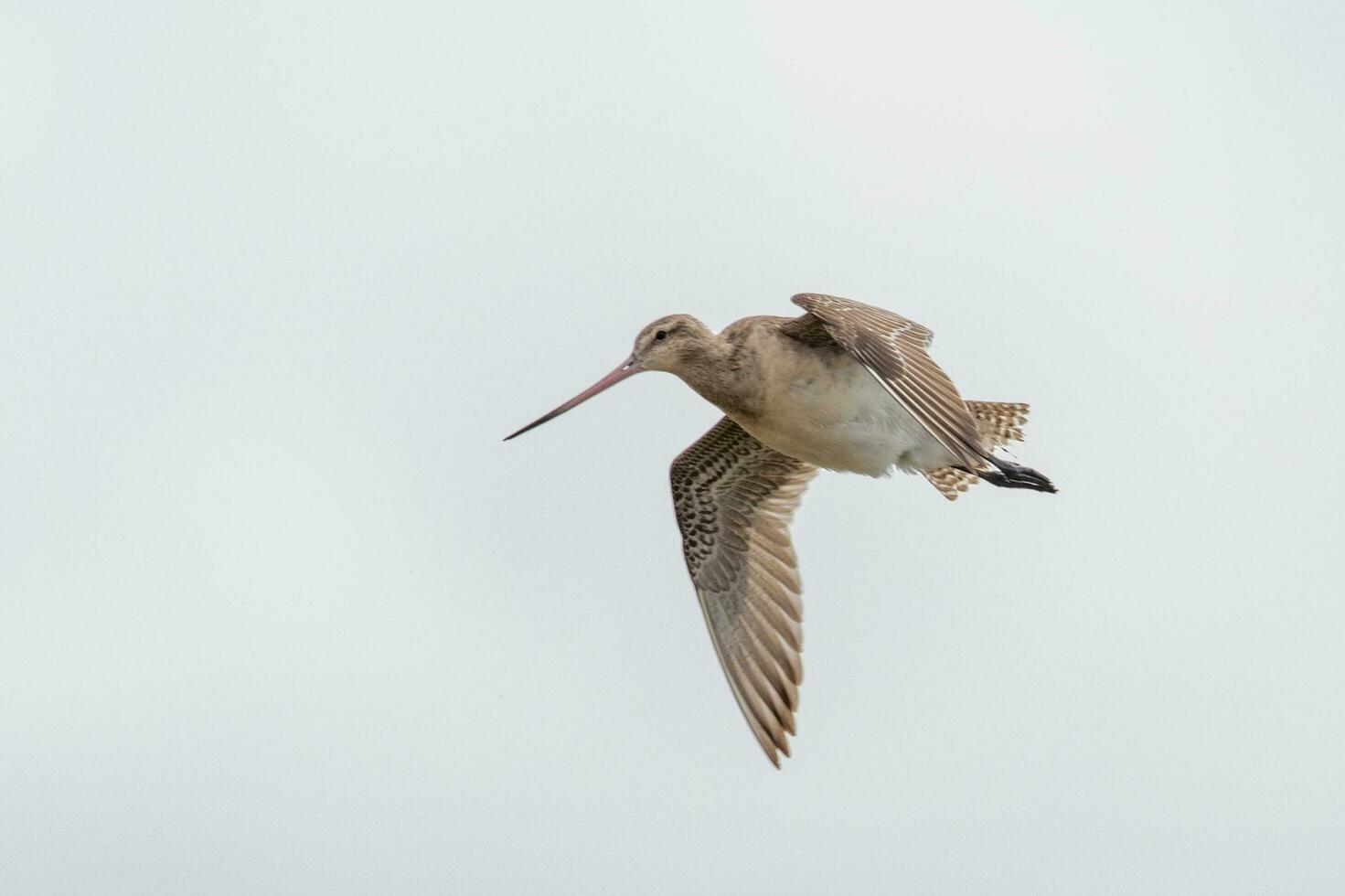 bar-tailed Pittima nel australasia foto