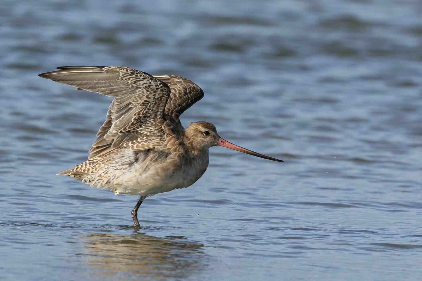 bar-tailed Pittima nel australasia foto