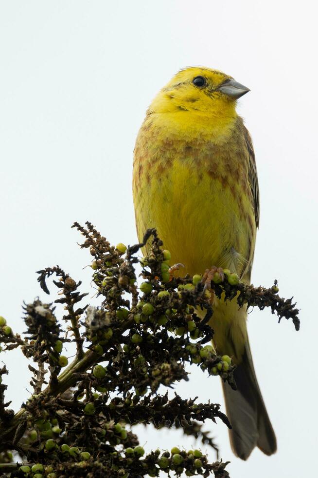 Comune zigolo giallo fringuello foto