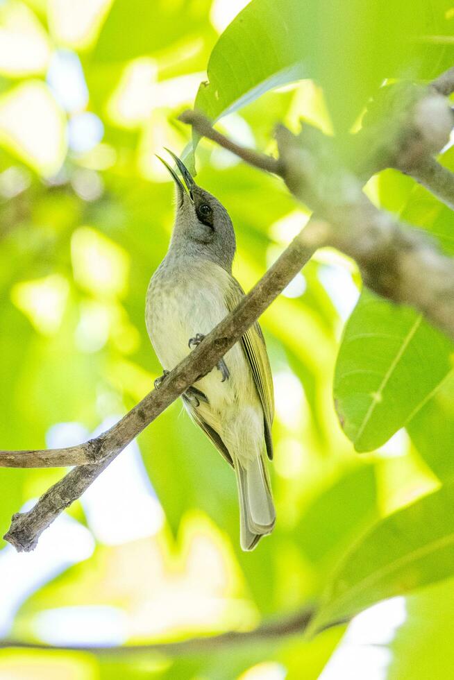 Marrone Honeyeater nel Australia foto