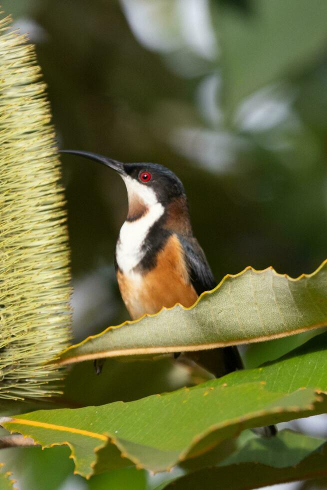 orientale spinebill nel Australia foto