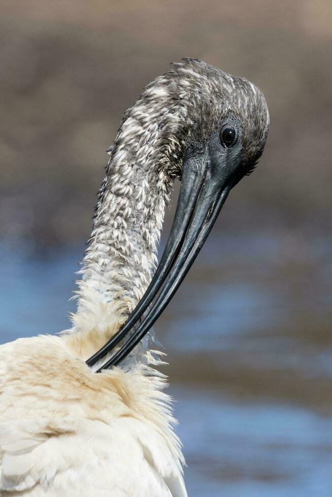 ibis bianco australiano foto