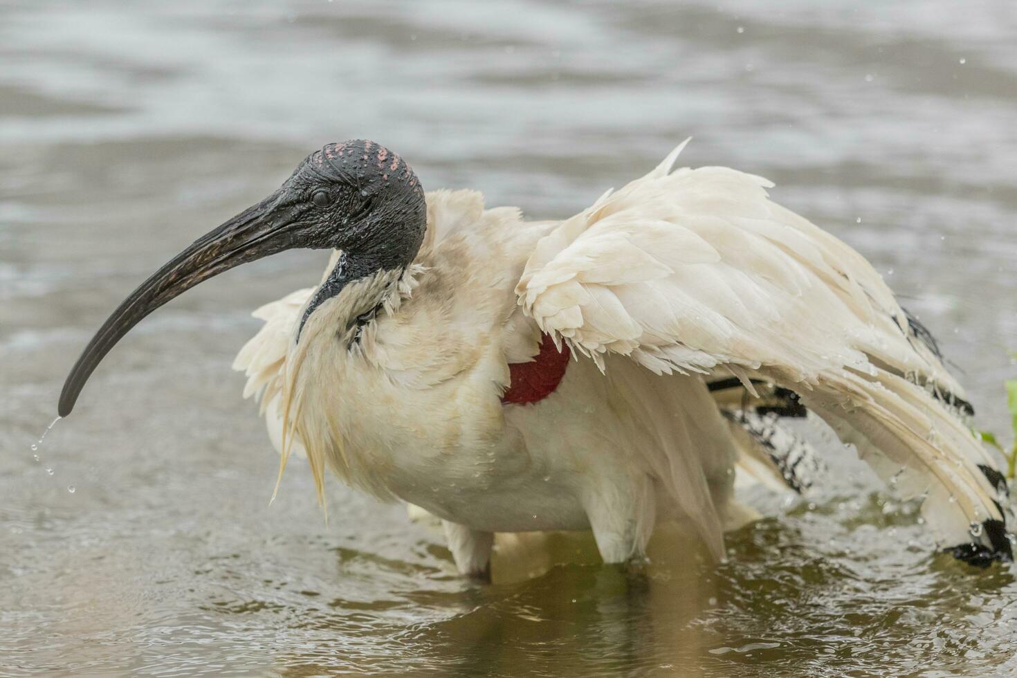 ibis bianco australiano foto