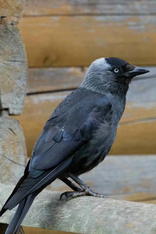 taccola corvo nel Inghilterra foto