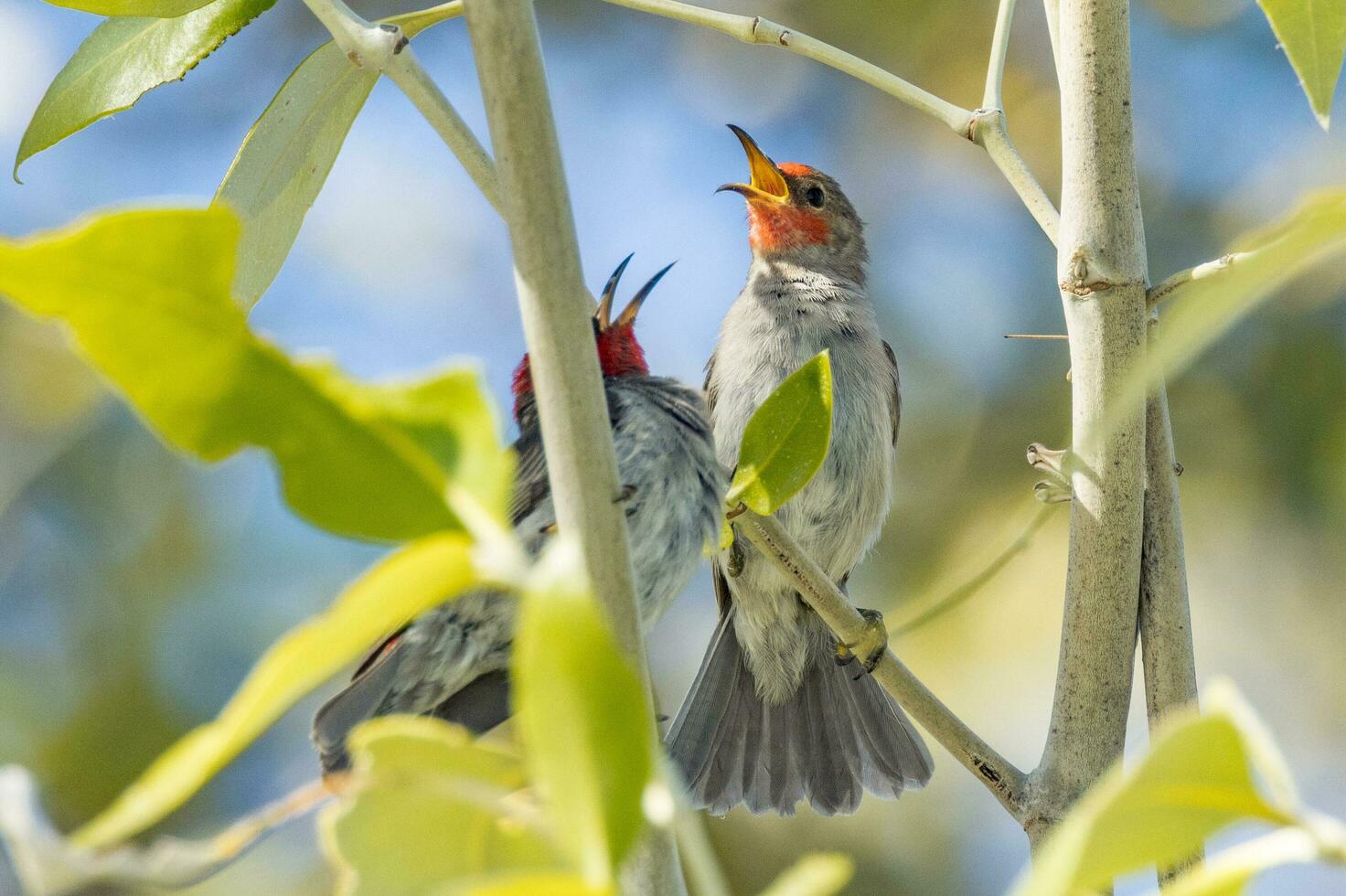 rosso headed Honeyeater foto