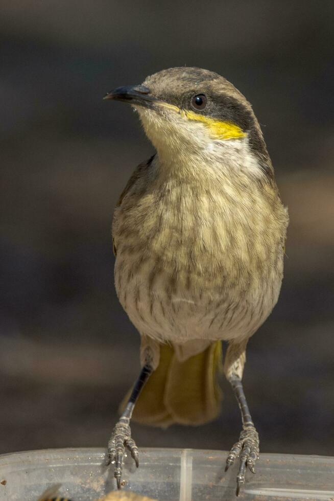 cantando Honeyeater nel Australia foto