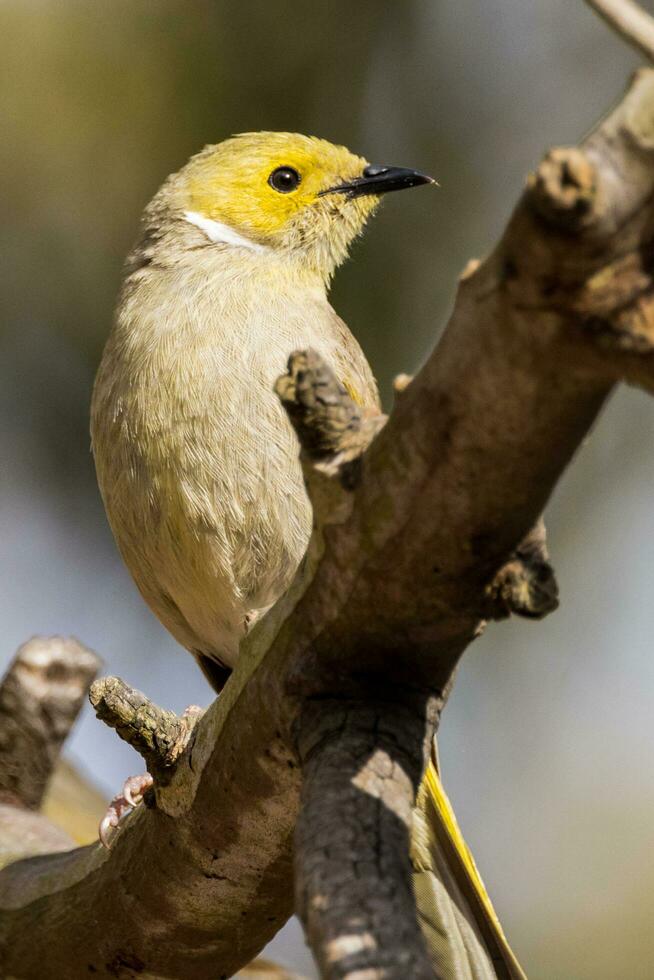 piumato di bianco Honeyeater nel Australia foto