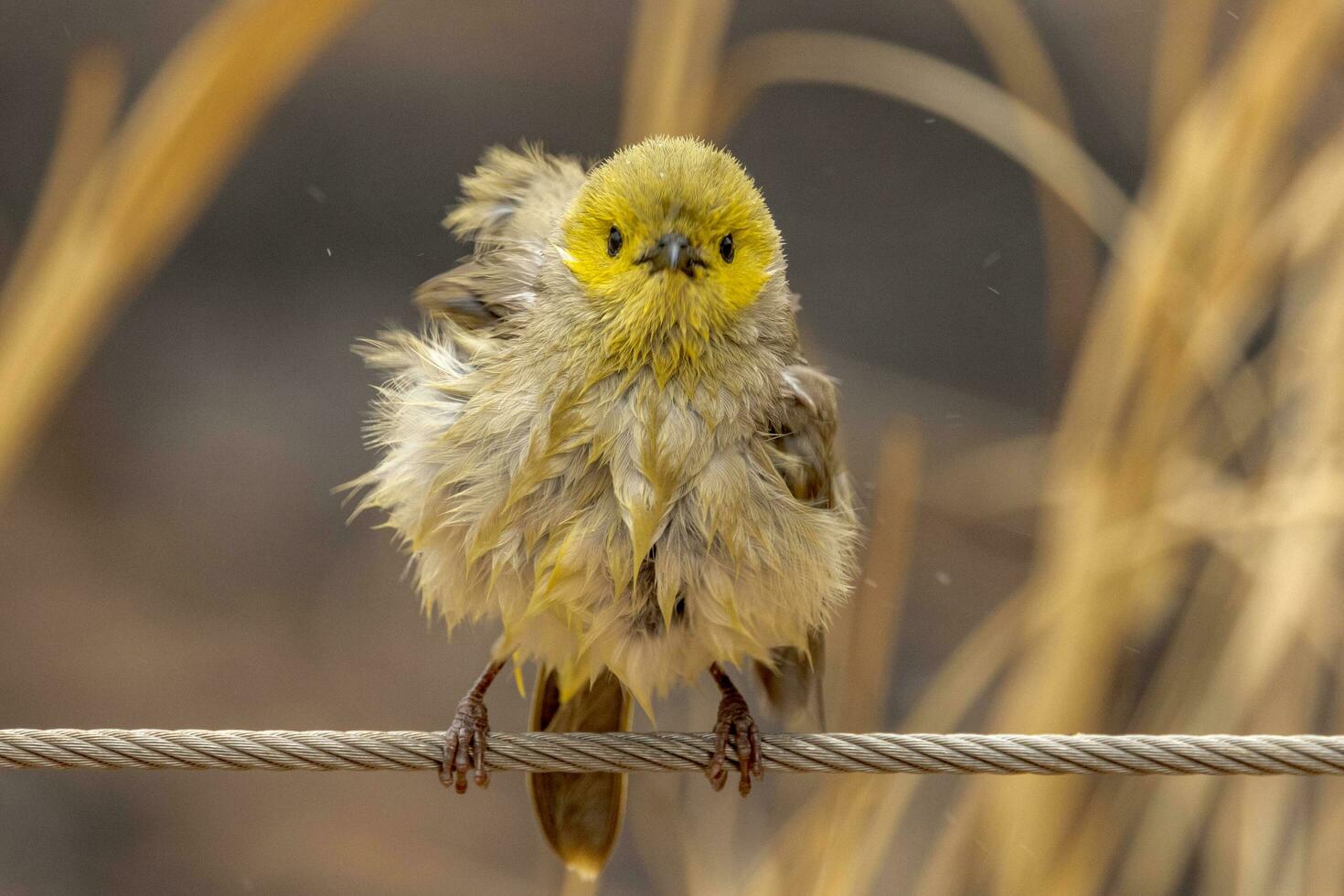 piumato di bianco Honeyeater nel Australia foto