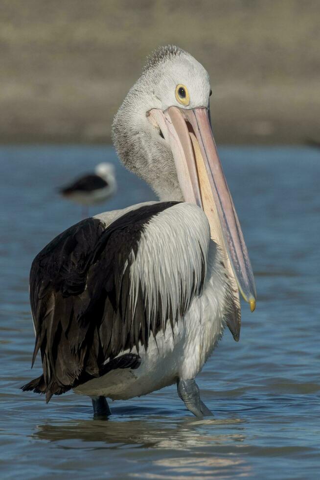 australiano bianca pellicano foto