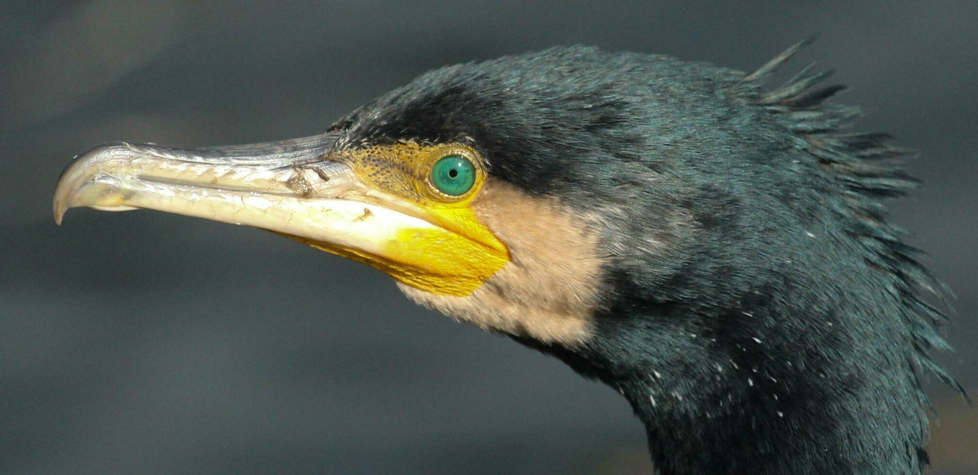 nero scopare cormorano nel nuovo Zelanda foto