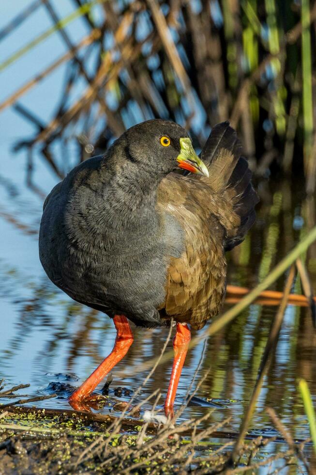 coda nera nativo gallina foto