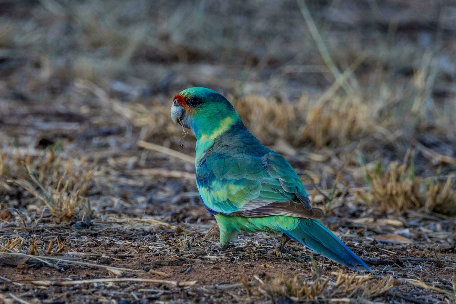 mallee ringneck pappagallo foto