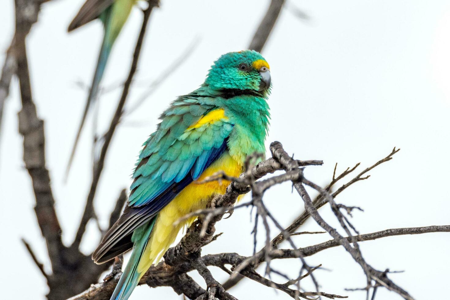 mulga pappagallo nel Australia foto