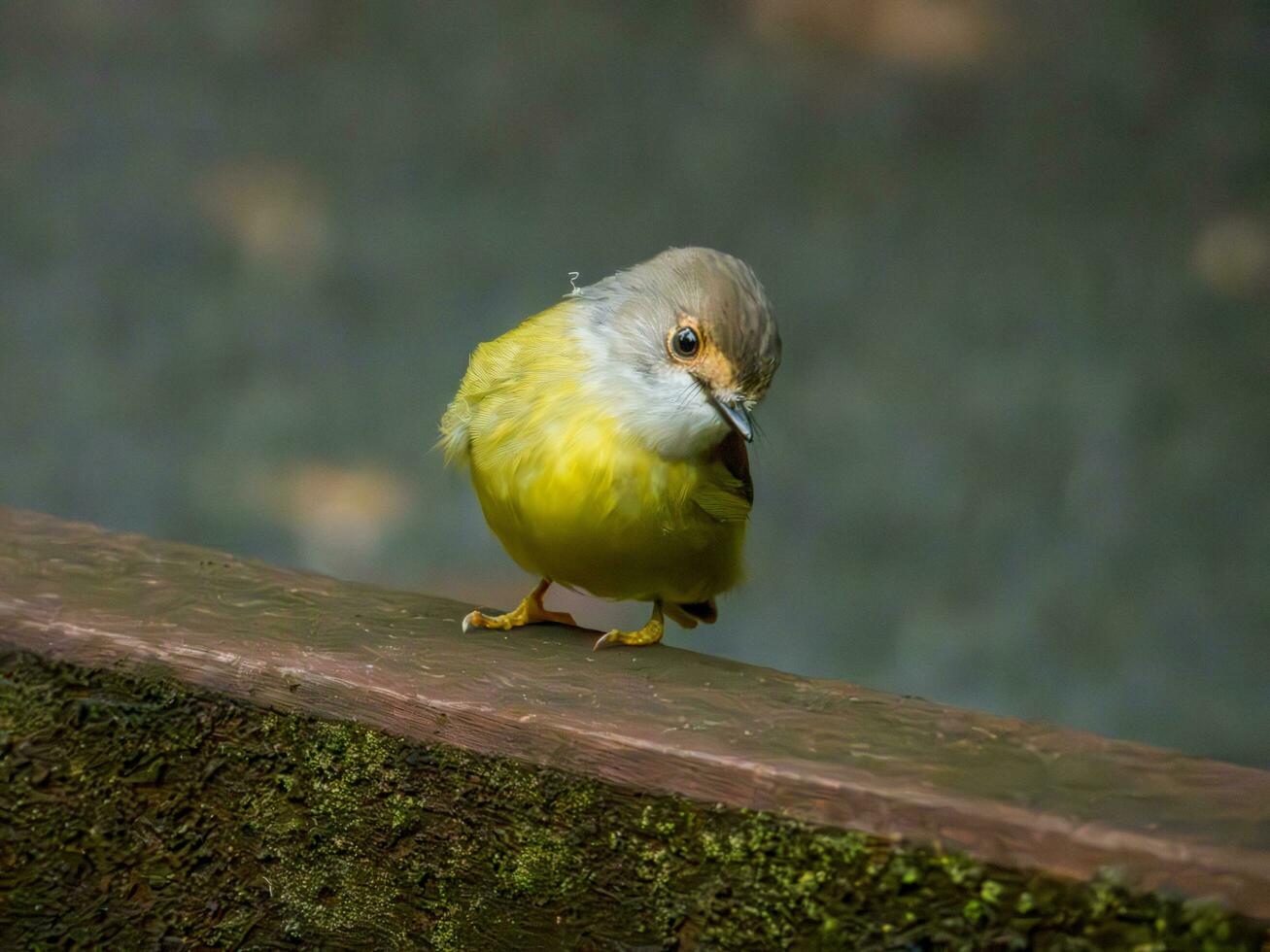 pallido giallo pettirosso foto