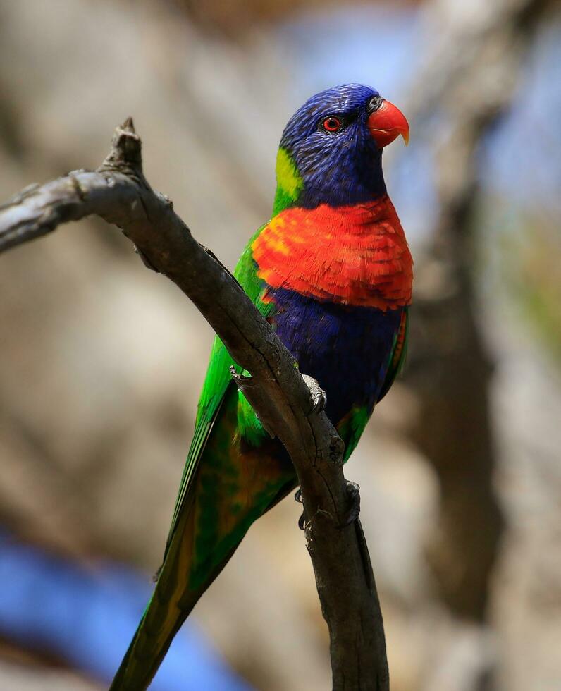 Lorichetto arcobaleno in Australia foto