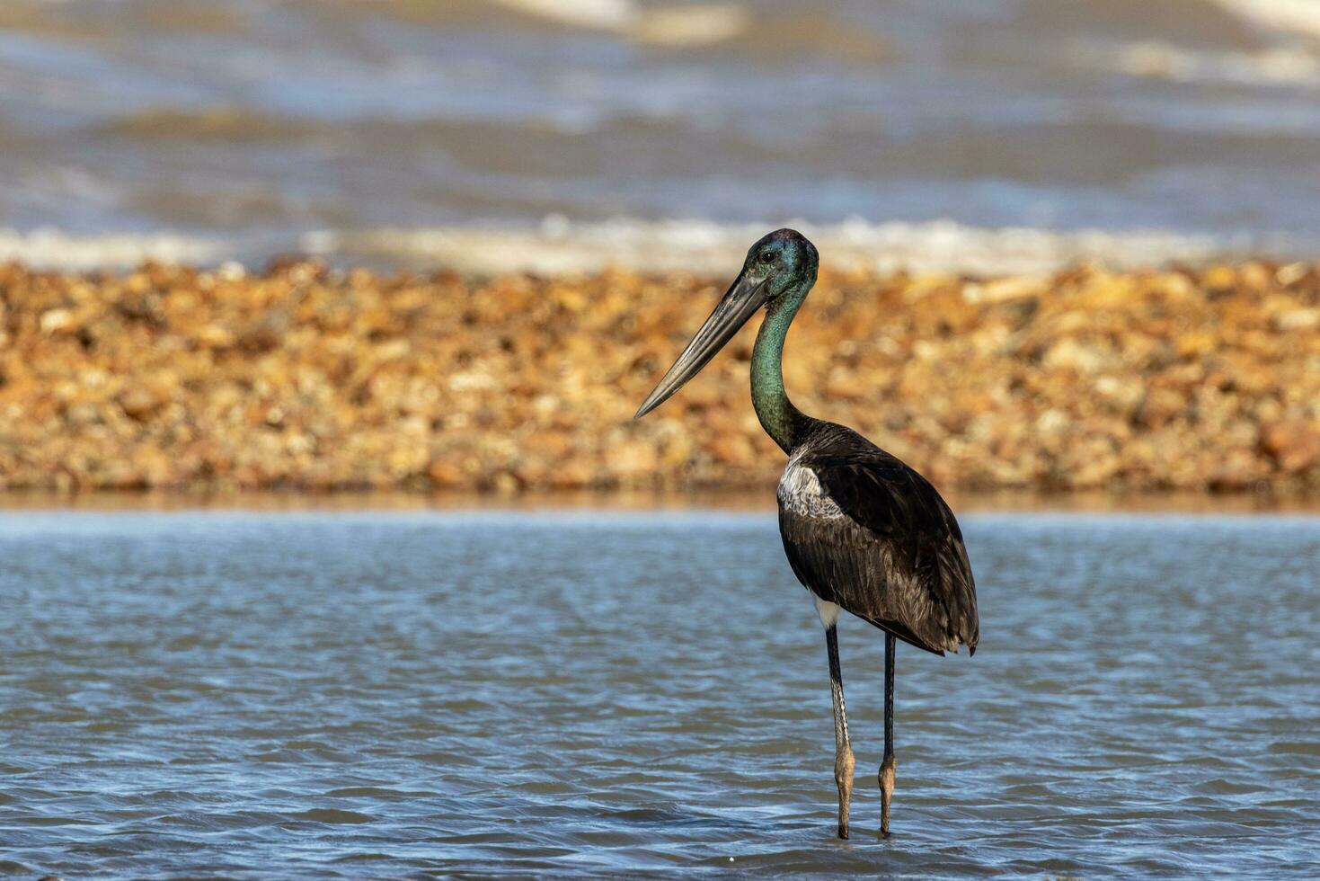 jabiru dal collo nero cicogna foto