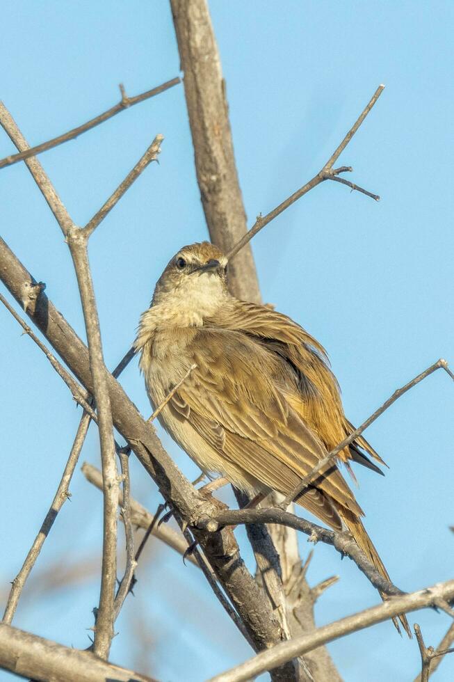 ruvido songlark nel Australia foto