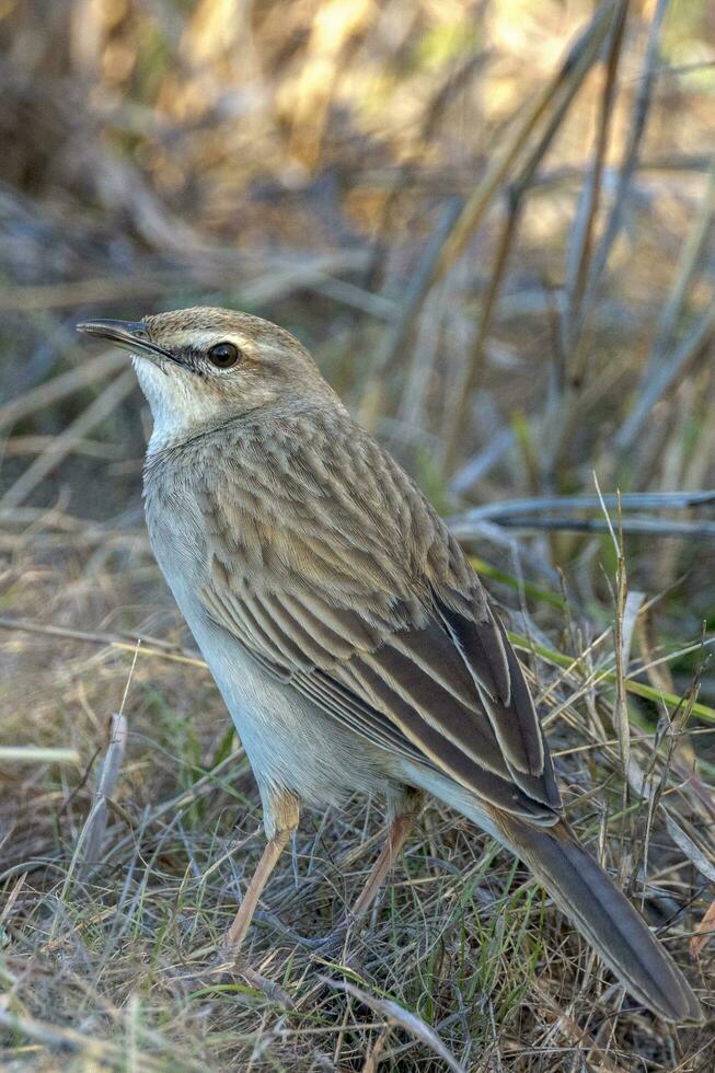 ruvido songlark nel Australia foto