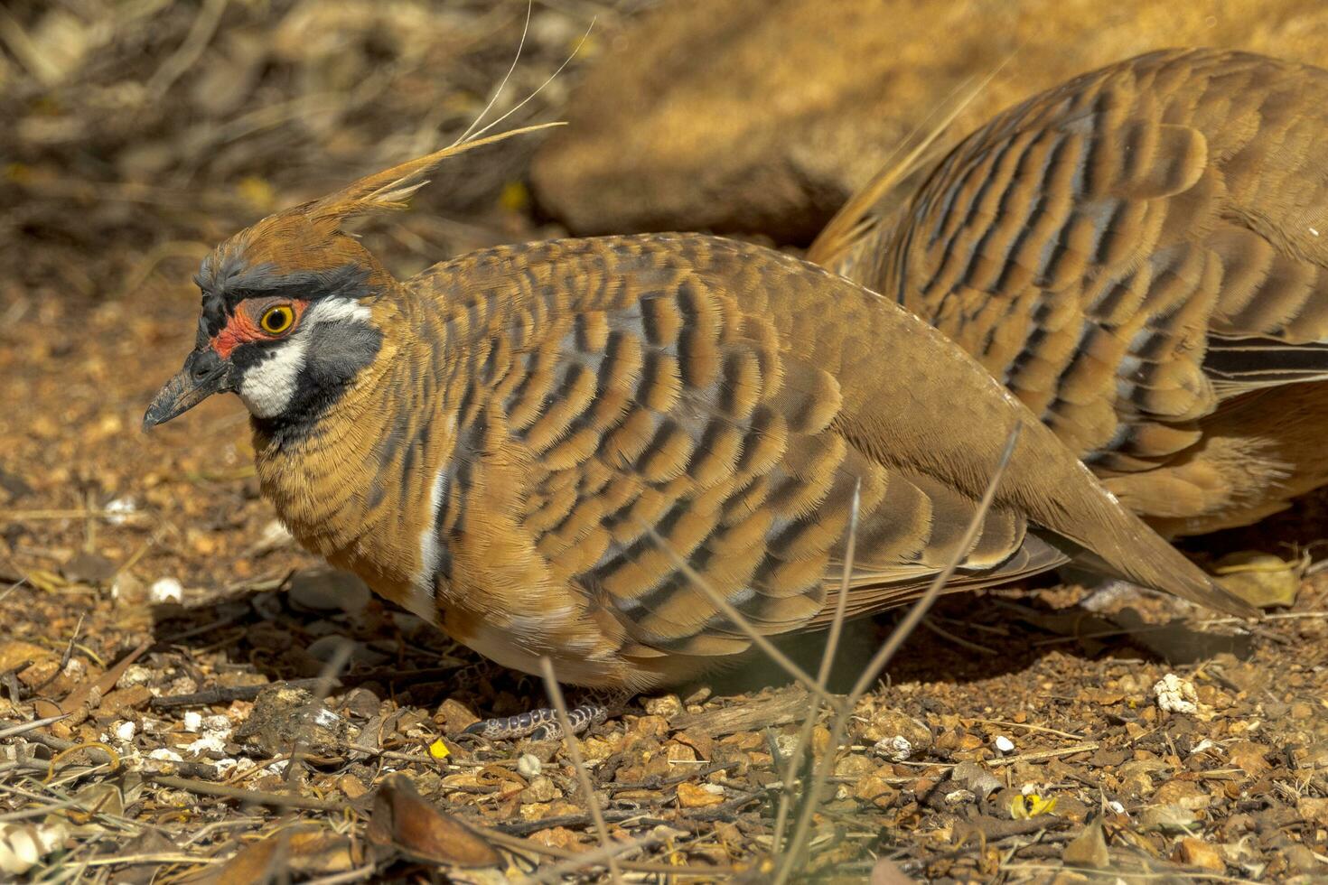 spinifex Piccione nel Australia foto