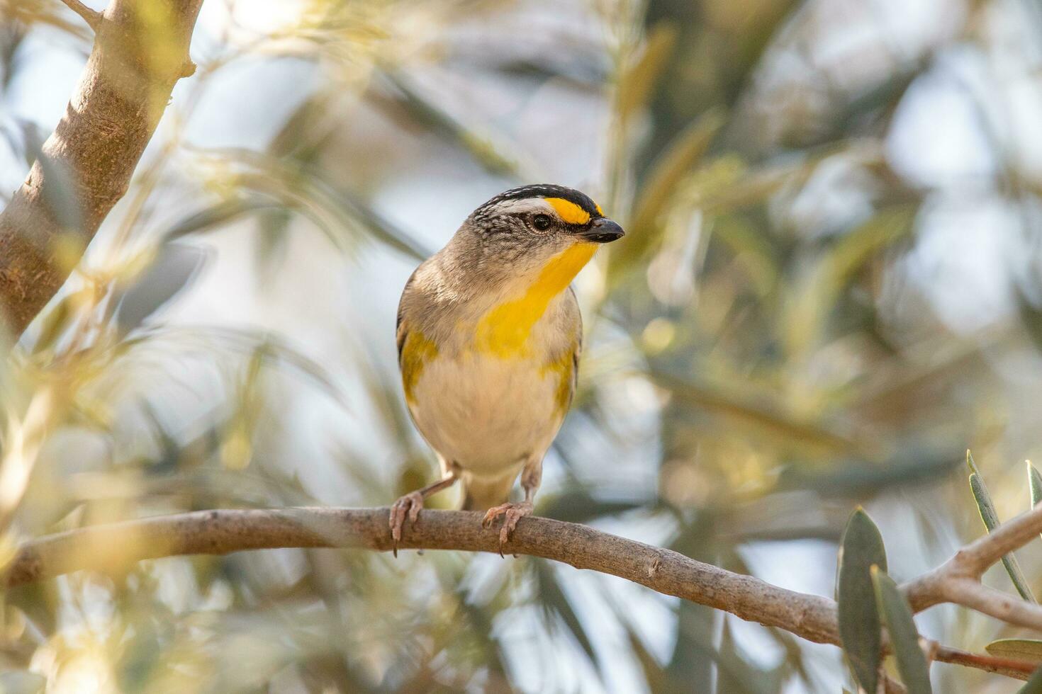 striato pardalote nel Australia foto