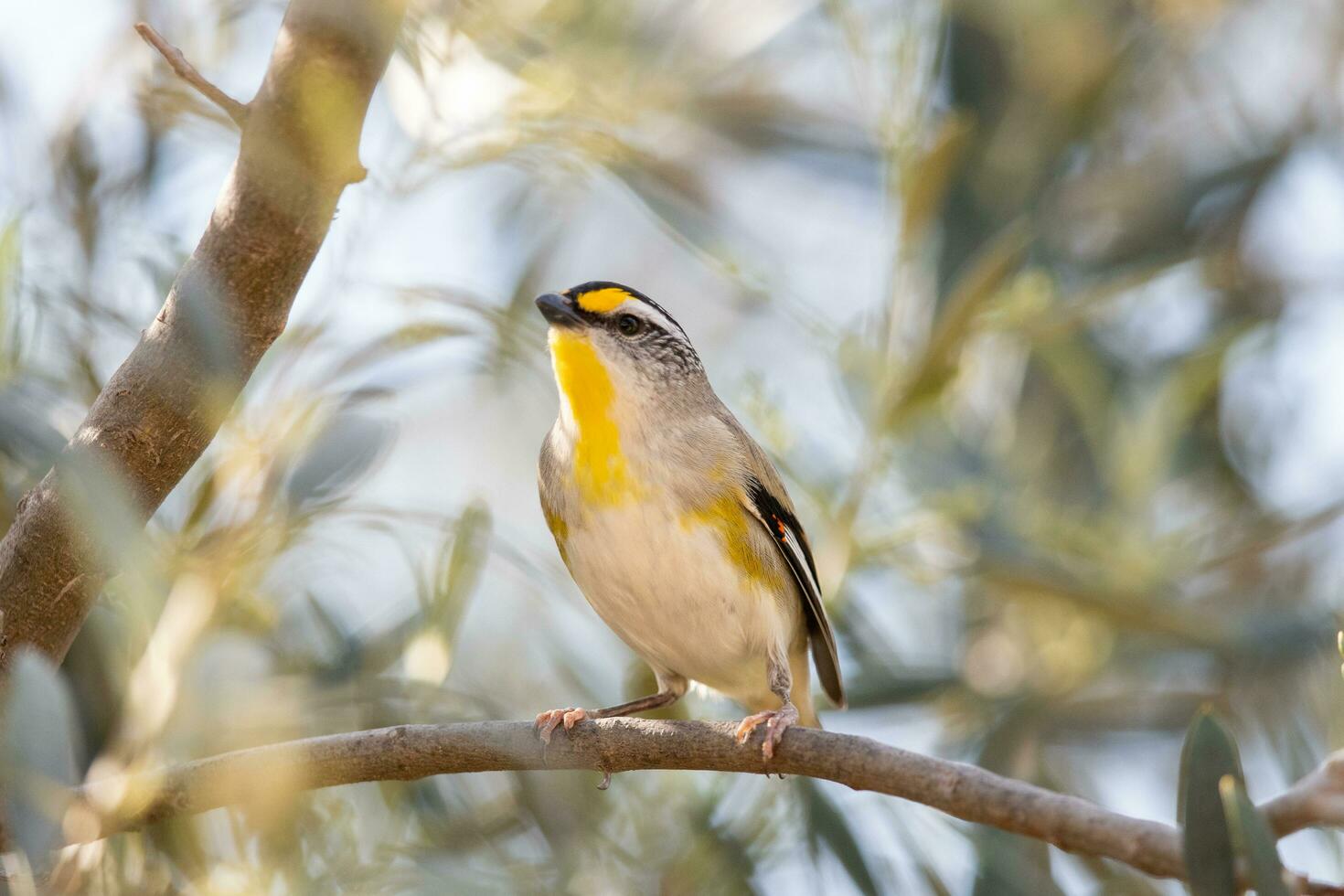 striato pardalote nel Australia foto