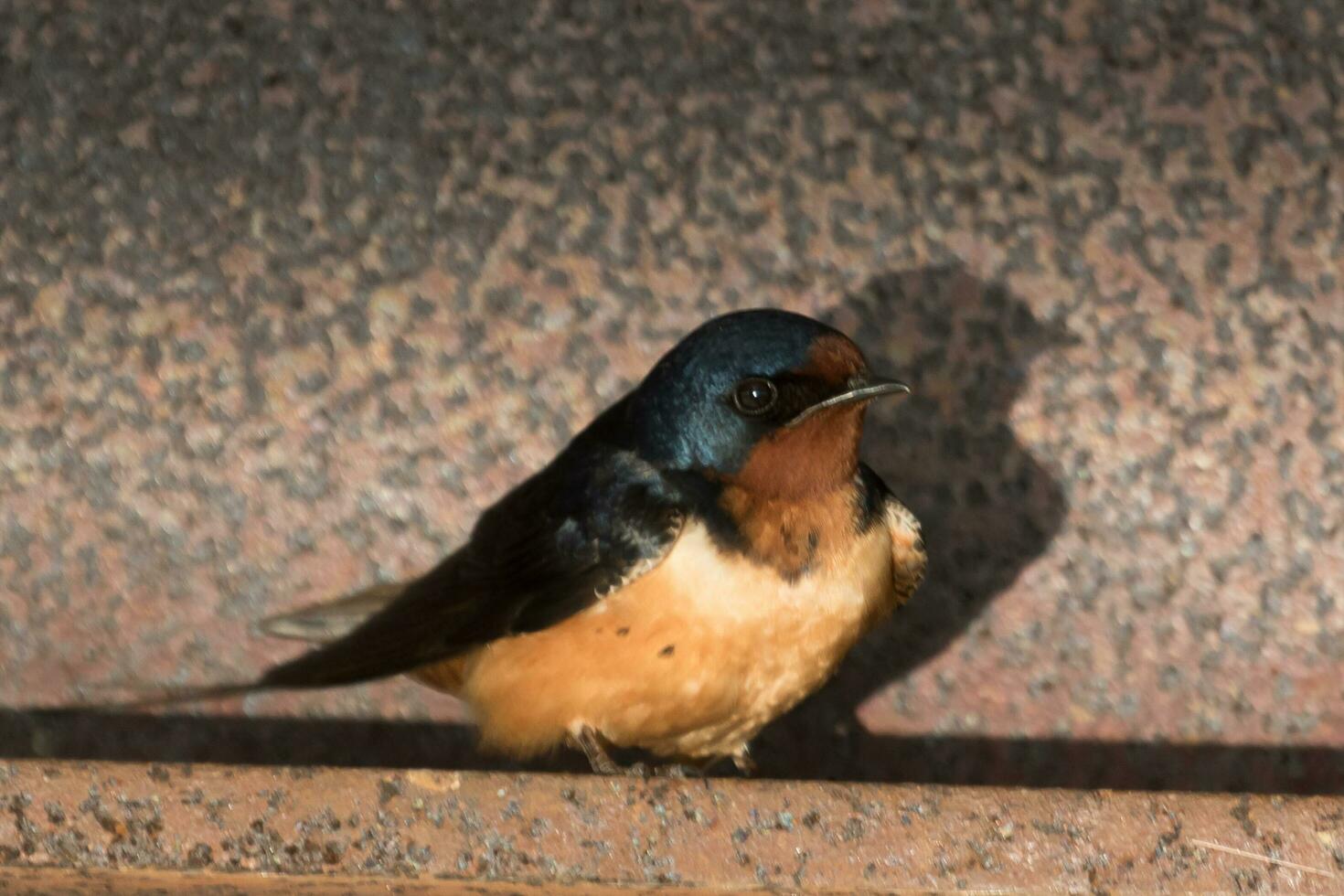 fienile ingoiare uccello foto