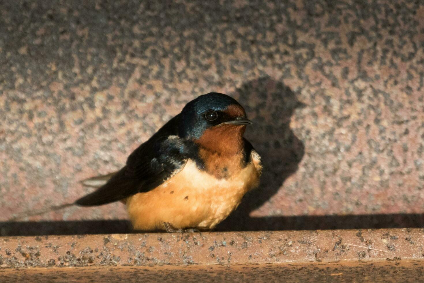 fienile ingoiare uccello foto