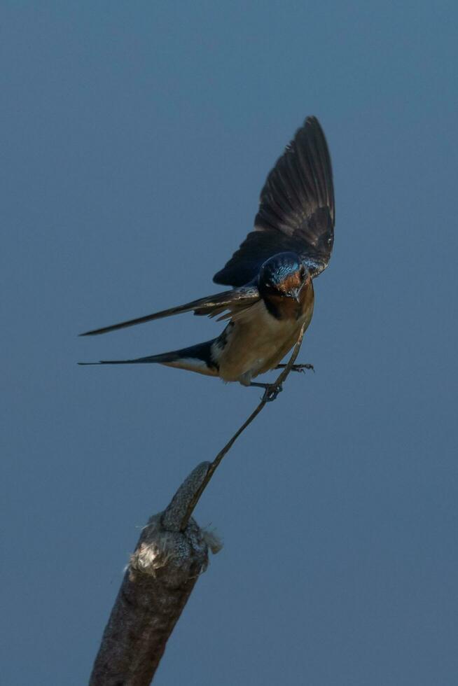 fienile ingoiare uccello foto