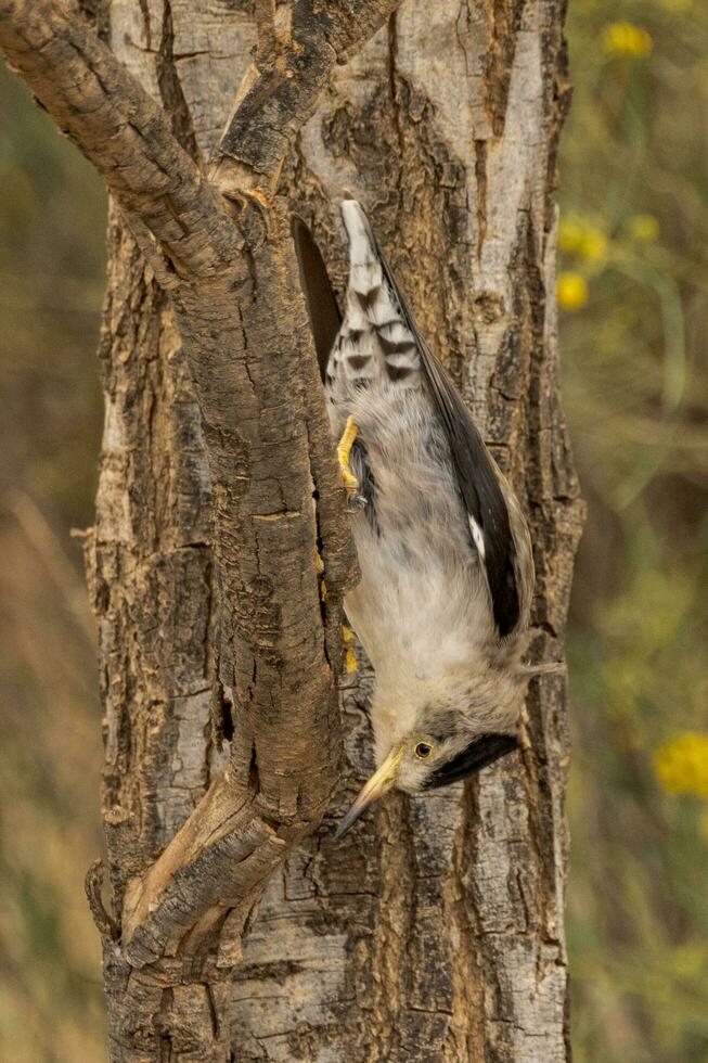 varia sittella nel Australia foto