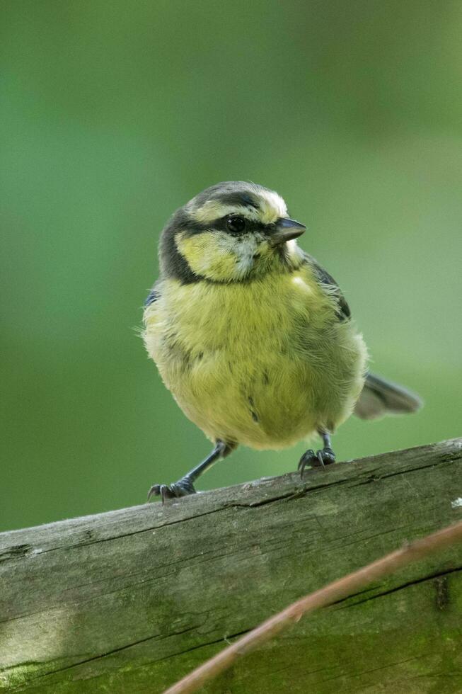 blu tetta nel Inghilterra foto