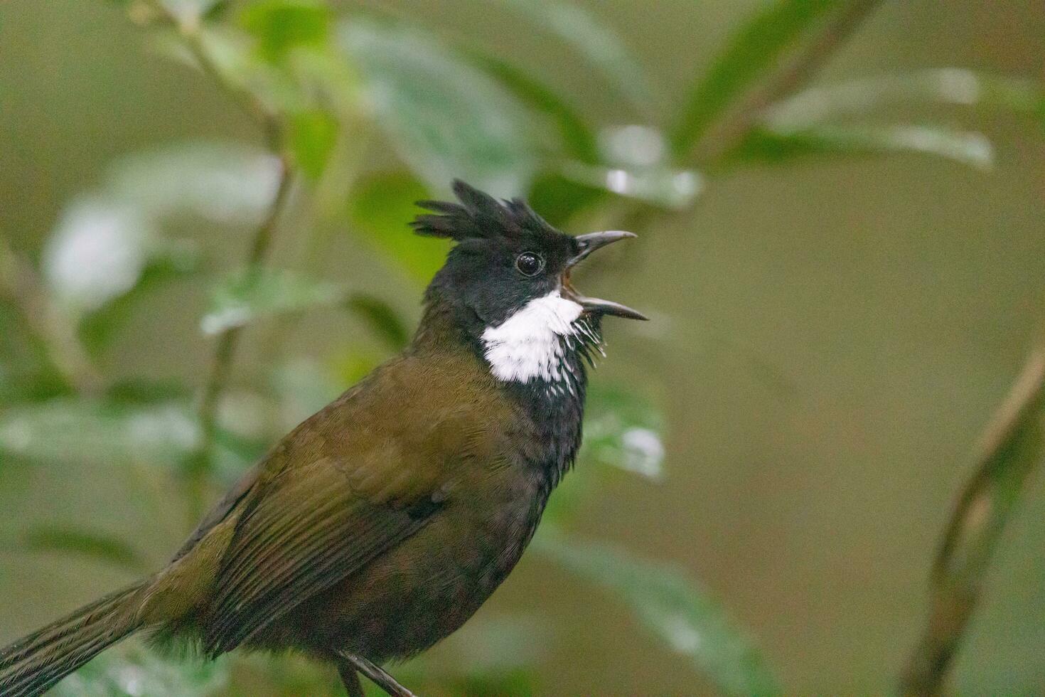 orientale whipbird nel Australia foto