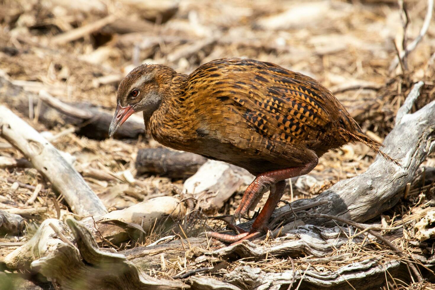 weka endemico rotaia di nuovo Zelanda foto