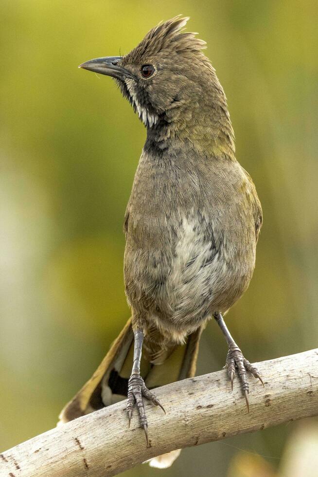 occidentale whipbird nel Australia foto