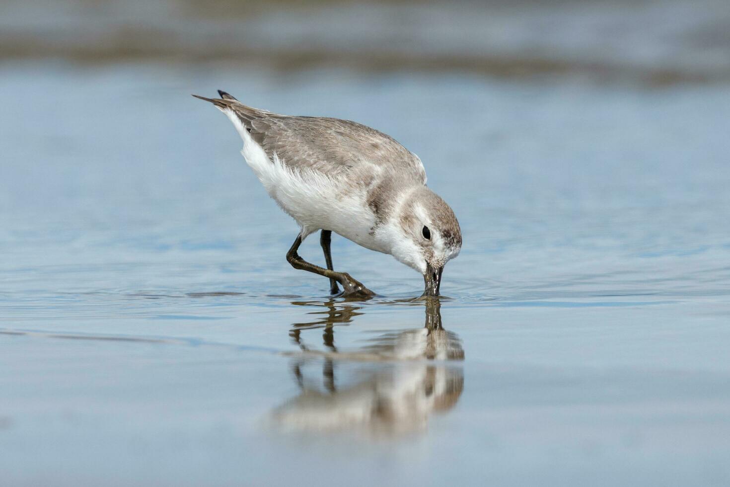 wrybill endemico per nuovo Zelanda foto