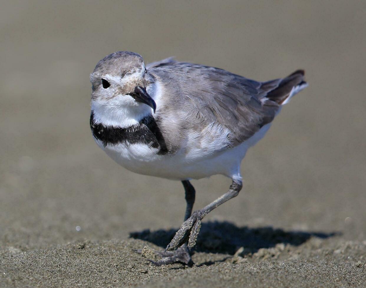 wrybill endemico per nuovo Zelanda foto